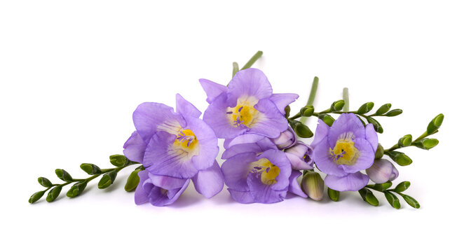 Fresh  freesia flowers