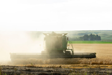 Fototapeta premium wheat harvest combine harvester working on a wheat field near Sidney, MT USA