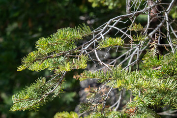 moss on the tree