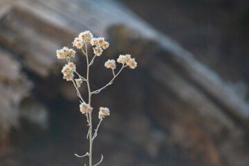 flowers in the snow