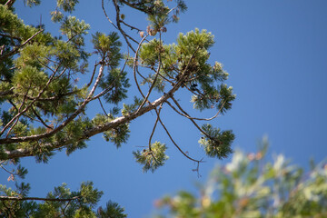 branches against sky