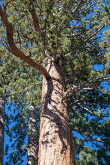trees in the forest