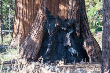 Burn sequoia tree in the forest