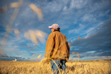 Wheat Harvest,  Woman rancher checks the  condition of her wheat before harvest near Sidney, MT USA