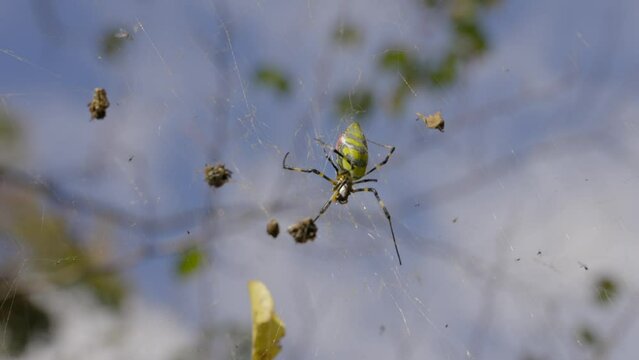 This video shows a Japanese trichonephila clavata (Jorō) spider spinning a web with a blue sky in the background.
