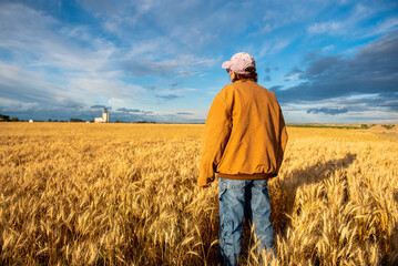 woman rancher surveys her field of wheat before harvest with a grain elevator in the background  near Sidney, MT USA under clouding sky.