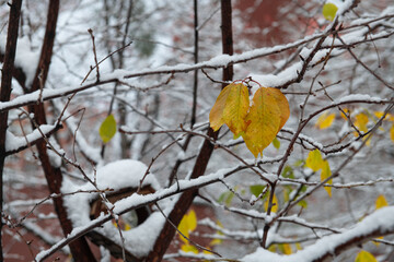 Nice autumn yellow and green tree leaves covered early snow at morning, nature and weather 