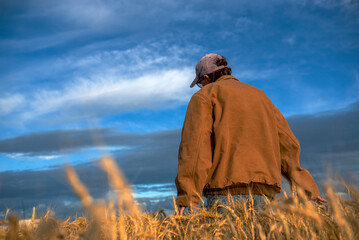 Fototapeta premium Grain farmer checking her crop of wheat be for harvest in a field near Sidney, MT USA