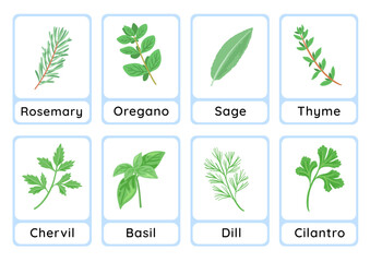 Herbs flashcard collection for children education, printable montessori material