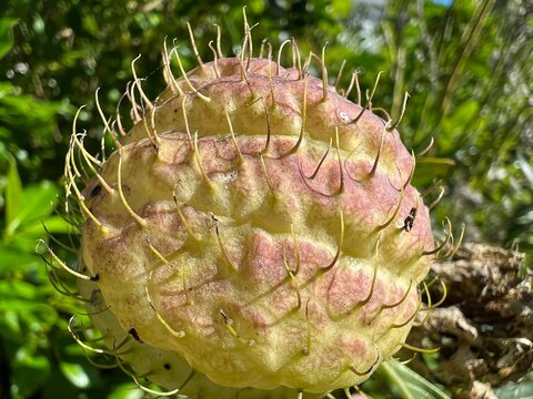 Closeup of a balloonplant (Gomphocarpus physocarpus)