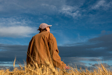 While walking through her wheat field, a woman farmer checks the weather and the condition of her...