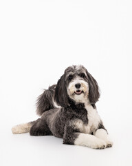 Smiling bernedoodle laying down on white background
