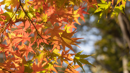 日本の秋・紅葉・もみじ