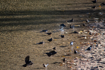 flock of birds showering