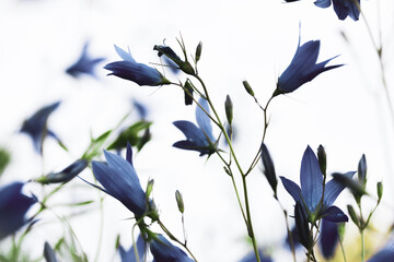 Violet lilac bellflowers blooming in a spring meadow. Flowering field, plants in summer garden....