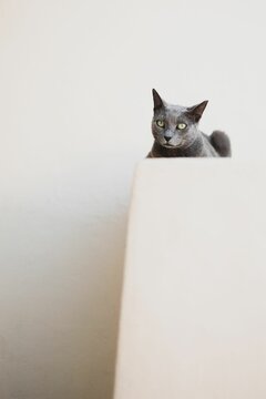 Vertical shot of a gray cat lying on the top of a white couch