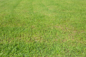Fresh lawn grass. Beautiful green garden