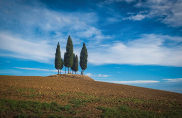 Landscape in Tuscany - group of cypress trees on field. San Quirico d'Orcia, Siena, Italy. October 2022