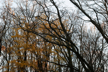 Autumn background: trees, with autumn leaves and bare, against the sky