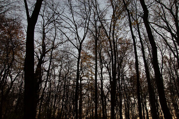 scary background: dark silhouettes of bare autumn trees against the sky