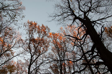 Autumn background: trees, with autumn leaves and bare, against the sky