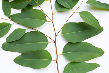 Eucalyptus leaves on white background.