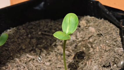 Seedling in soil. Sunflower seeds growing. 