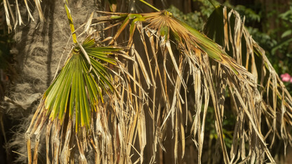 close-up of the yellowed leaves of a tropical palm plant in the resort town withered from the heat. Palm leaves drying out without moisture. Plant disease. Yellowed autumn leaves.