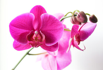 Beautiful blooming bright pink orchid flowers on a green branch isolated on white background. Fresh purple orchid flower buds, petals. Floral greeting postcard, wallpapers with a tropical flower. 
