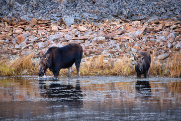 Moose at Yellowstone National Park