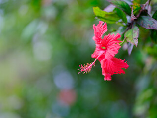 Obraz premium ハイビスカス