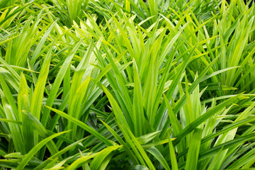 Green pandan leaves in the garden.