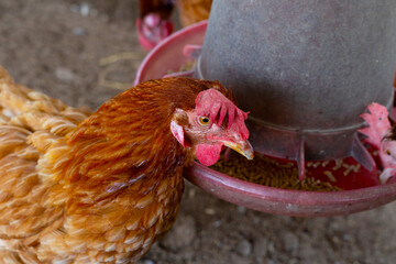 Chickens or hens on traditional free range poultry farm