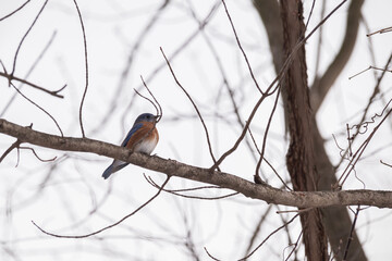 Bluebirds Playing, Allendale Michigan USA