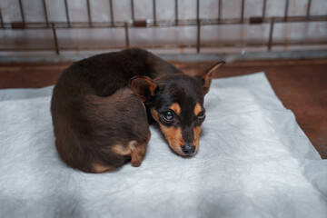 a small puppy with sad eyes lies on a diaper