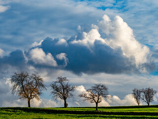 Obraz premium Obstbaum im Herbst