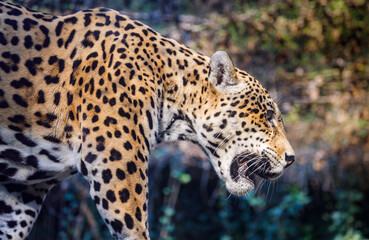 Jaguar Panthera onca majestic feline, hunting in Pantanal, Brazil