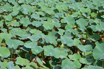 Lotus flower leaves in pond