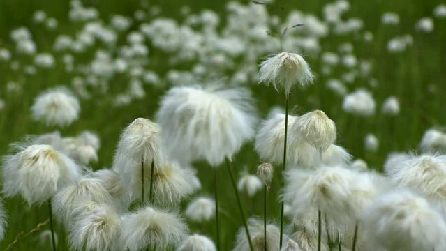 Spring, cotton grass in the wind