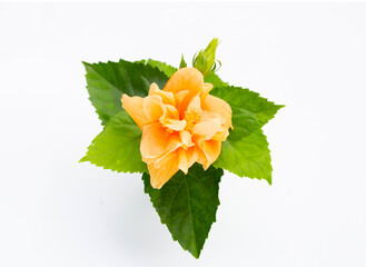 Orange hibiscus flower with green leaves
