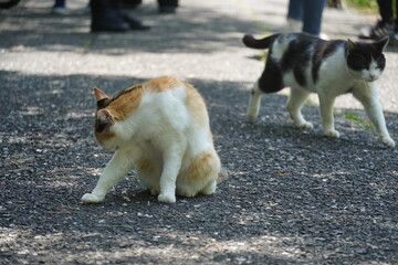 《宮城県》毛づくろいをしている猫