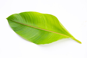 Obraz premium Heliconia leaf on white background.