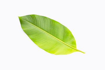 Obraz premium Heliconia leaf on white background.