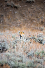 Coyote in Yellowstone National Park