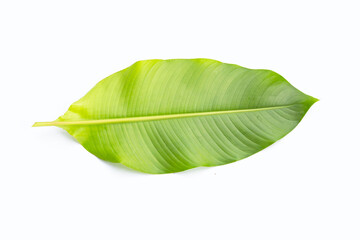 Heliconia leaf on white background.