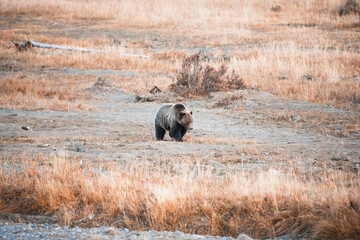 Grizzly Bear in Yellowstone National Park