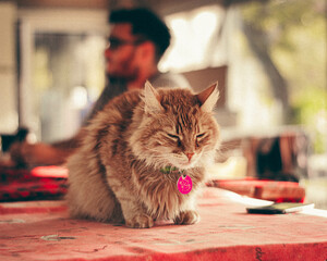 gato sobre mesa