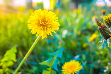 Yellow dandelion growing in green spring blooming meadow in warm sunny day. Lots of dandelions in a...