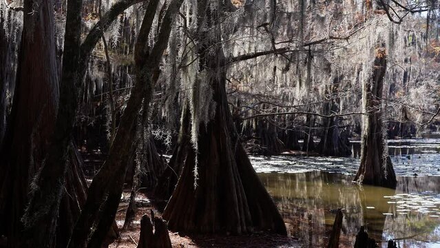 Caddo Lake with its spooky trees in the swamps of Texas - travel photography