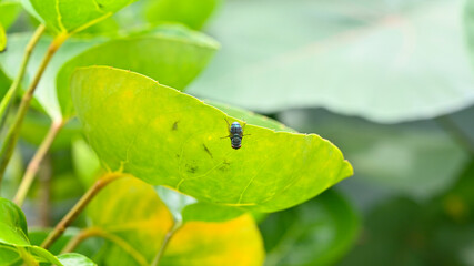 A black fly that is perched on a green leaf has a blurry green leaf background